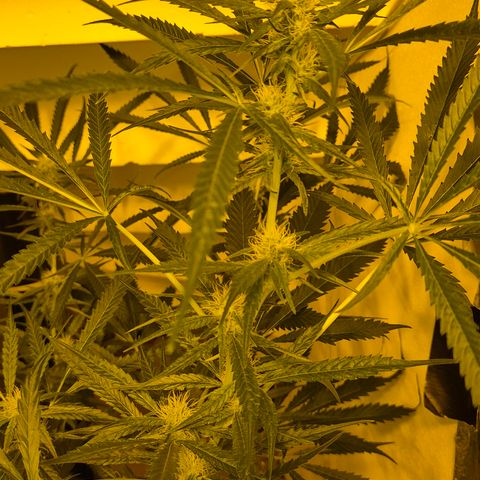 Puple punch  6 growlog timeline photo