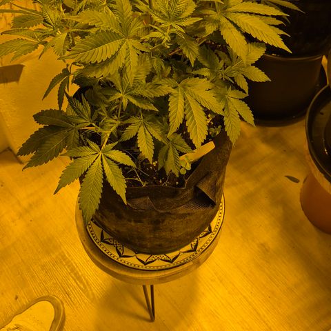 Kushi 😶‍🌫️(rest n. Teilernte/ critical kush, 9.1.24 🎁, Kümmerling) growlog timeline photo