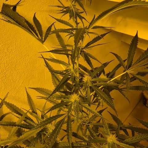 Puple punch  6 growlog timeline photo