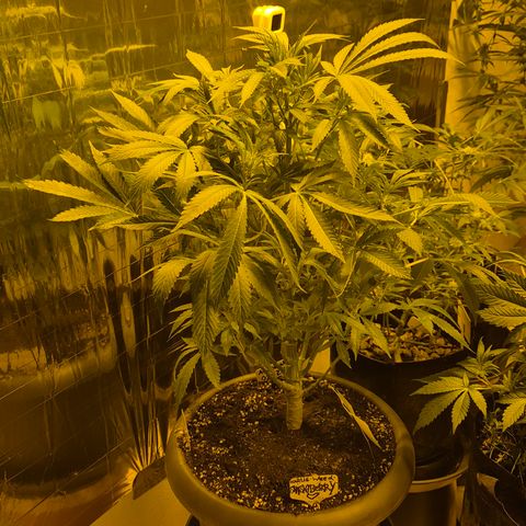 Karli - SHISKABERRY (auto) growlog timeline photo