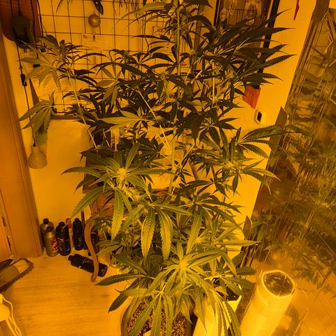 7 Punchi PURPLE PUNCH (photo) growlog timeline photo