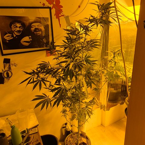 7 Punchi PURPLE PUNCH (photo) growlog timeline photo