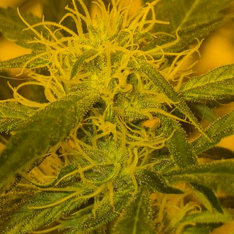 Puple punch  6 growlog timeline photo
