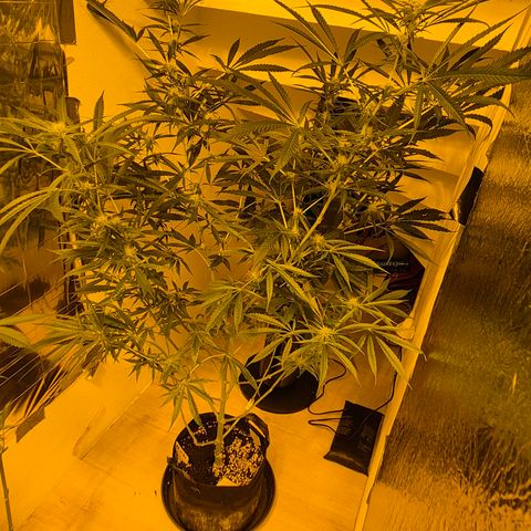 Puple punch  6 growlog timeline photo