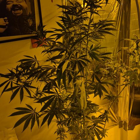 7 Punchi PURPLE PUNCH (photo) growlog timeline photo