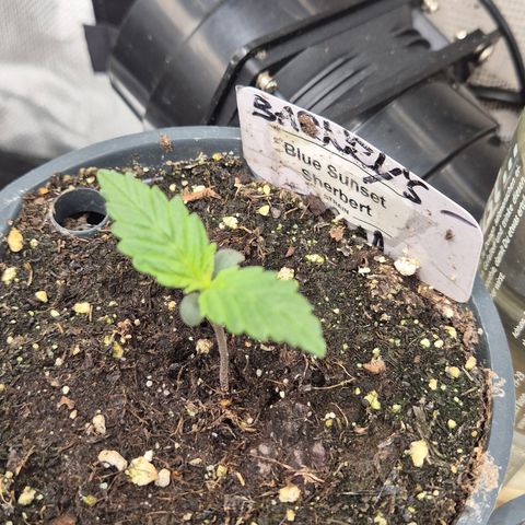 🌅Sherbi photo, blue sunset sherbert, Barneys farm  growlog timeline photo