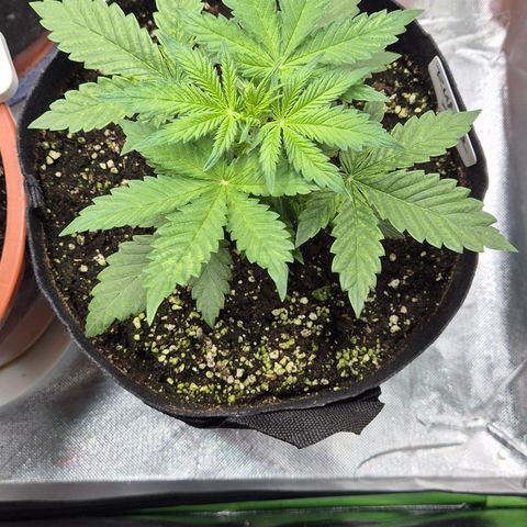 Runtzi Auto ♥️ Barney's Farm  growlog timeline photo