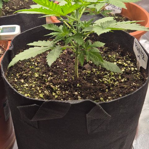 Runtzi Auto ♥️ Barney's Farm  growlog timeline photo