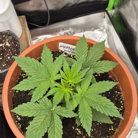 Mimosa evo Photo ♥️ Barney's Farm  growlog timeline photo