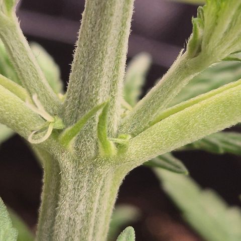 Runtzi Auto ♥️ Barney's Farm  growlog timeline photo