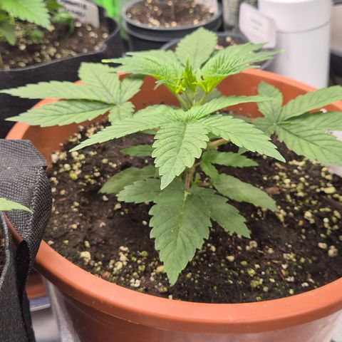 Mimosa evo Photo ♥️ Barney's Farm  growlog timeline photo