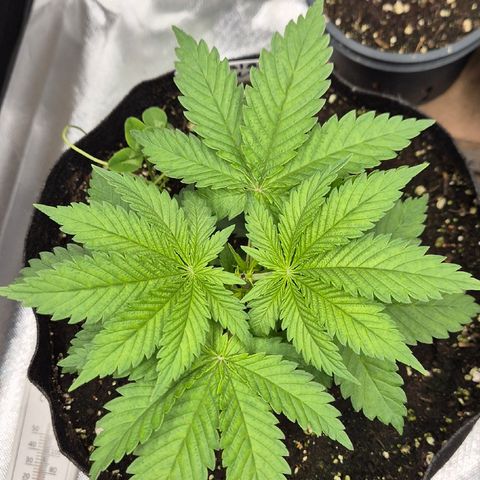 🍍Anna  #1 amnesia lemon  growlog timeline photo