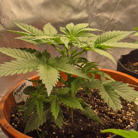 DieAnnas  #2 amnesia lemon/ungedämmter Dachboden growlog timeline photo