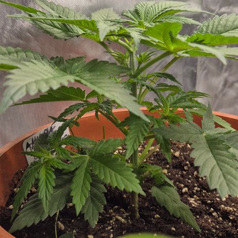 DieAnnas  #2 amnesia lemon/ungedämmter Dachboden growlog timeline photo