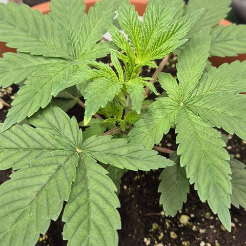 Mimosa evo Photo ♥️ Barney's Farm  growlog timeline photo