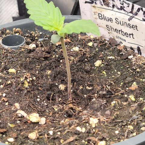 🌅Sherbi photo, blue sunset sherbert, Barneys farm  growlog timeline photo