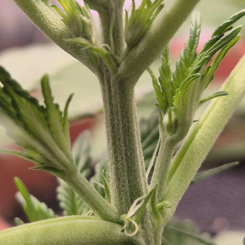 Runtzi Auto ♥️ Barney's Farm  growlog timeline photo