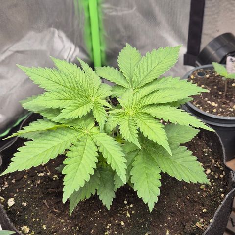🍍Anna  #1 amnesia lemon  growlog timeline photo