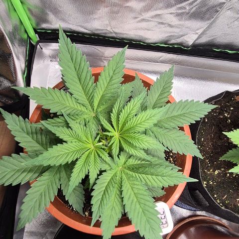 DieAnnas  #2 amnesia lemon/ungedämmter Dachboden growlog timeline photo