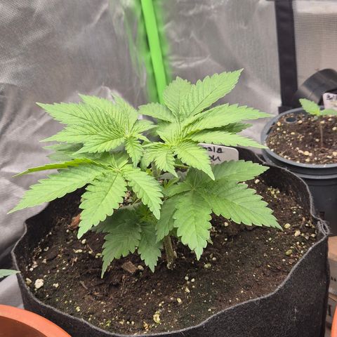 🍍Anna  #1 amnesia lemon  growlog timeline photo