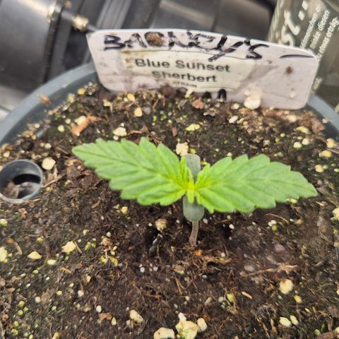 🌅Sherbi photo, blue sunset sherbert, Barneys farm  growlog timeline photo
