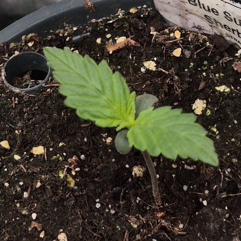🌅Sherbi photo, blue sunset sherbert, Barneys farm  growlog timeline photo