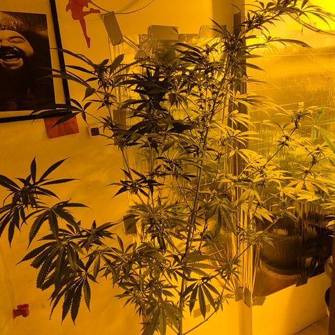 7 Punchi PURPLE PUNCH (photo) growlog timeline photo