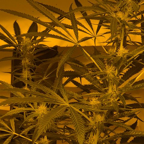 Puple punch  6 growlog timeline photo