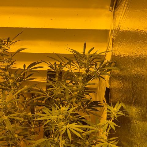 Puple punch  6 growlog timeline photo