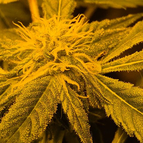 Puple punch  6 growlog timeline photo