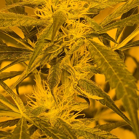 Puple punch  6 growlog timeline photo
