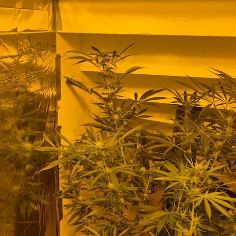Puple punch  6 growlog timeline photo