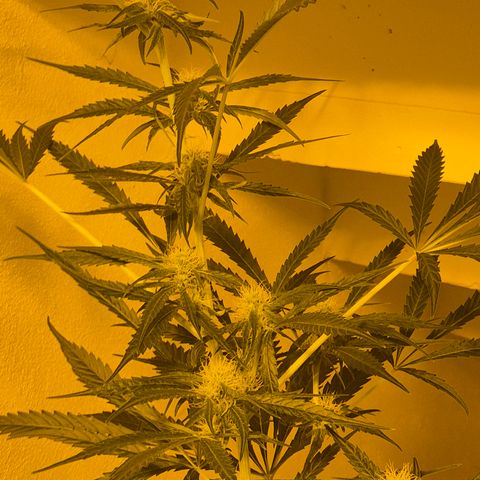 Puple punch  6 growlog timeline photo