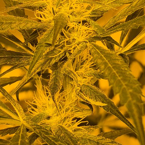 Puple punch  6 growlog timeline photo