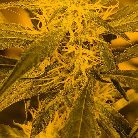 Puple punch  6 growlog timeline photo