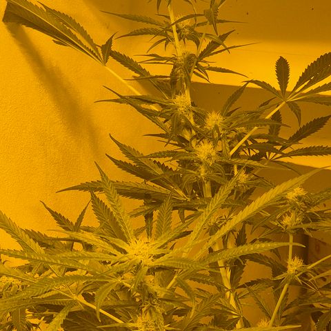 Puple punch  6 growlog timeline photo
