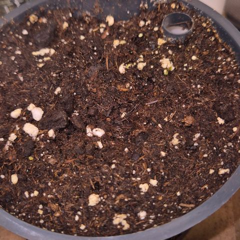 🌈 Zkittles auto🌈 growlog photo: Noch nix 
