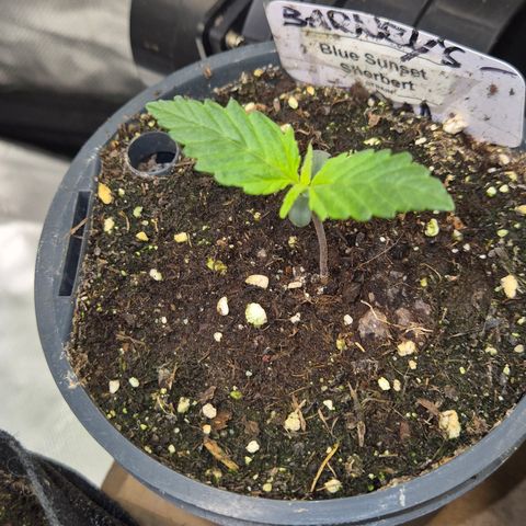 🌅Sherbi photo, blue sunset sherbert, Barneys farm  growlog timeline photo