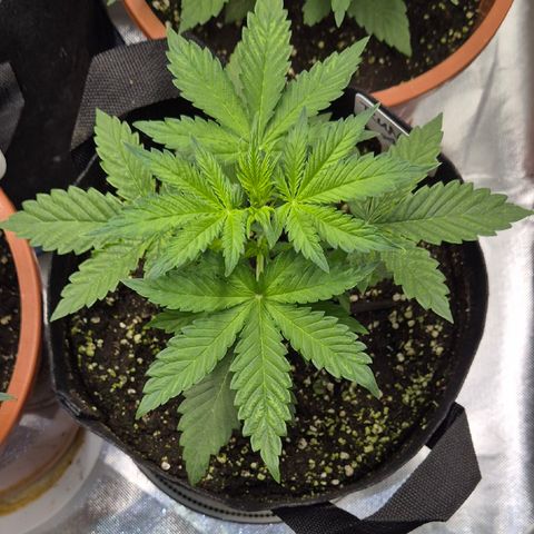 Runtzi Auto ♥️ Barney's Farm  growlog timeline photo