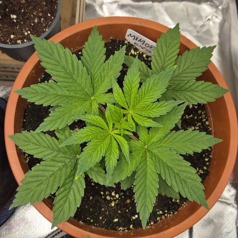 Mimosa evo Photo ♥️ Barney's Farm  growlog timeline photo