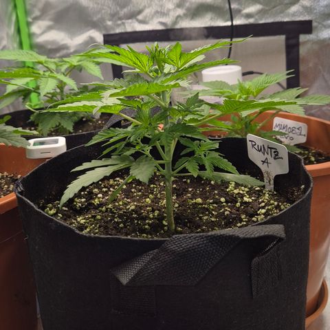 Runtzi Auto ♥️ Barney's Farm  growlog timeline photo