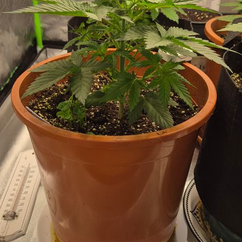 DieAnnas  #2 amnesia lemon/ungedämmter Dachboden growlog timeline photo