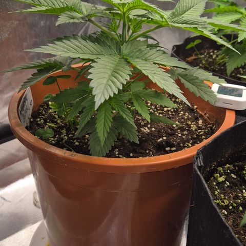 DieAnnas  #2 amnesia lemon/ungedämmter Dachboden growlog timeline photo