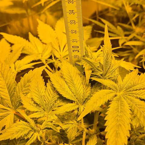 Kushi 😶‍🌫️(rest n. Teilernte/ critical kush, 9.1.24 🎁, Kümmerling) growlog timeline photo