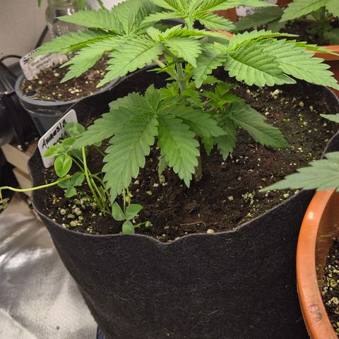 🍍Anna  #1 amnesia lemon  growlog timeline photo