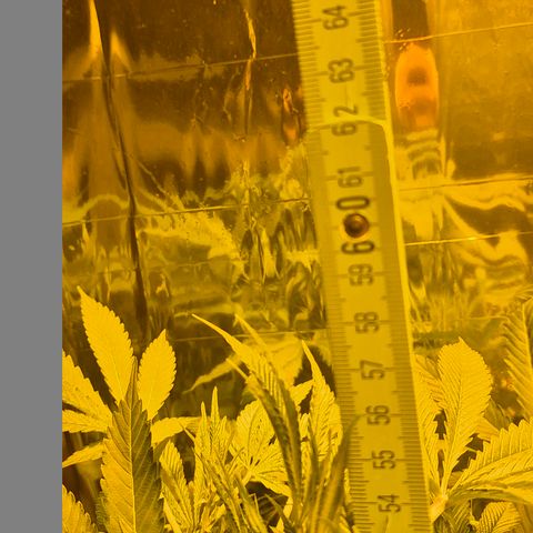 Karli - SHISKABERRY (auto) growlog timeline photo