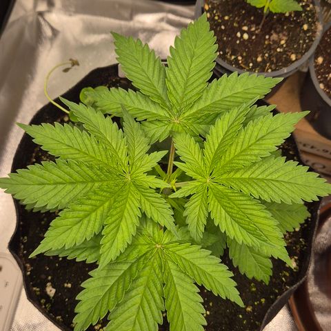 🍍Anna  #1 amnesia lemon  growlog timeline photo