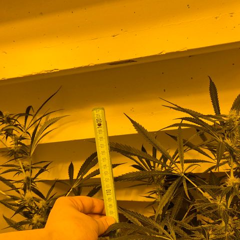 Puple punch  6 growlog timeline photo