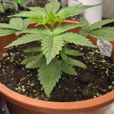 Mimosa evo Photo ♥️ Barney's Farm  growlog timeline photo