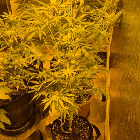 Strawberry Marshmallow growlog timeline photo